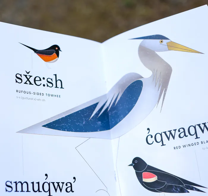 Illustrated bilingual bird book spread